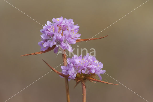 Plantain Thrift (Armeria alliacea)