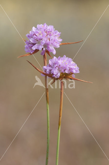 Plantain Thrift (Armeria alliacea)