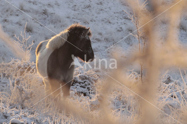 Pony (Equus spp)