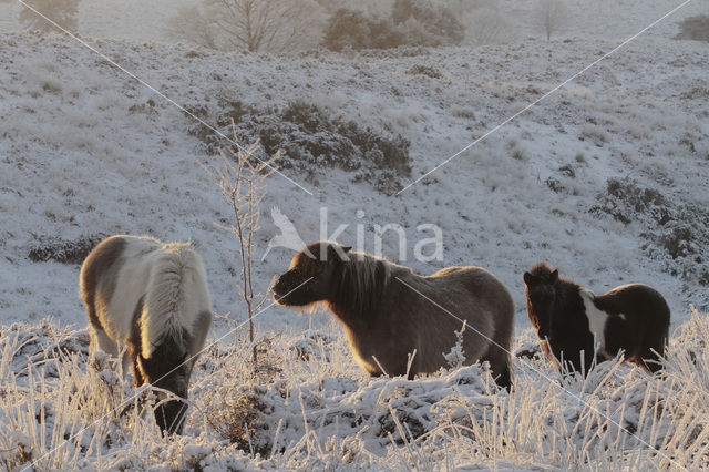 Pony (Equus spp)