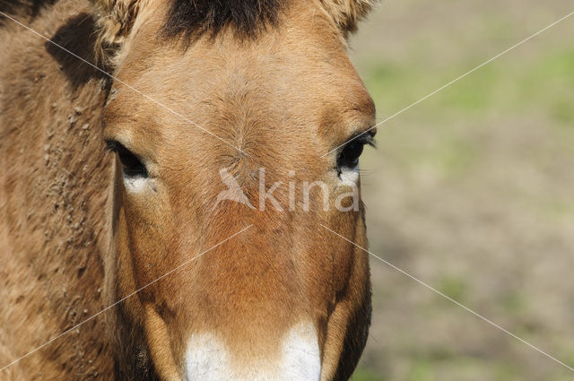 Przewalskipaard (Equus przewalskii)