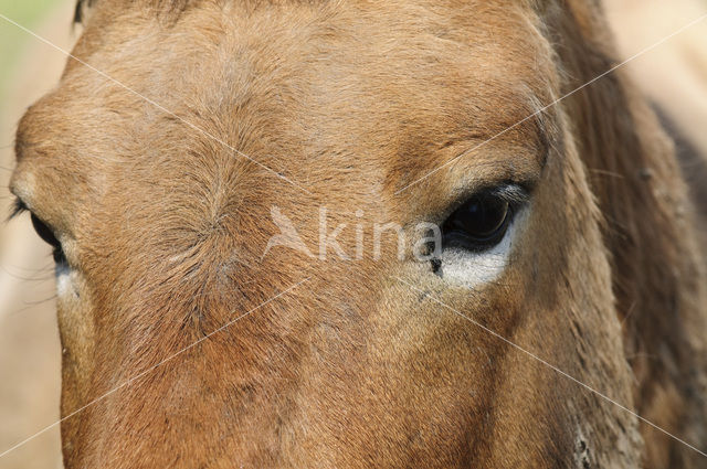 Przewalskipaard (Equus przewalskii)