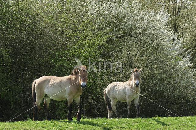 Przewalskipaard (Equus przewalskii)