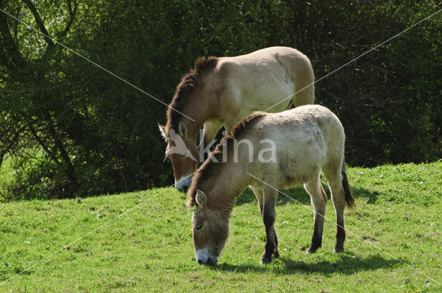 Przewalskipaard (Equus przewalskii)