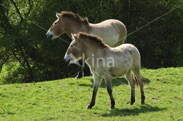 Przewalskipaard (Equus przewalskii)