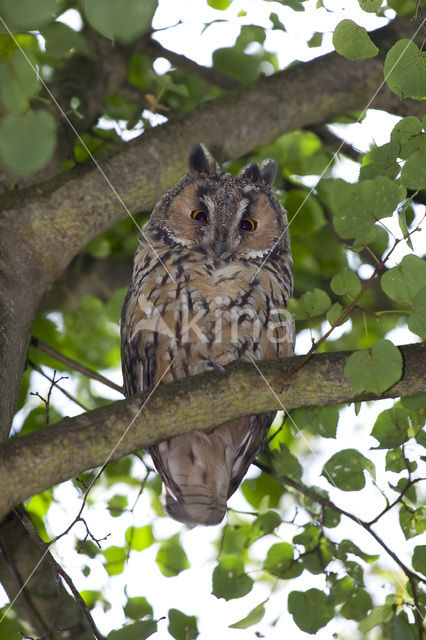 Long-eared Owl (Asio otus)