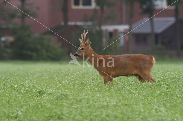 Ree (Capreolus capreolus)