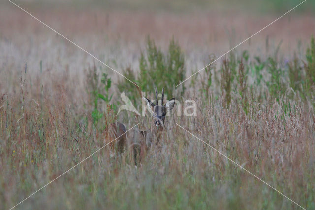 Ree (Capreolus capreolus)