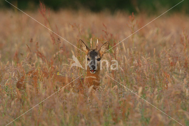 Ree (Capreolus capreolus)