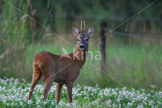 Ree (Capreolus capreolus)