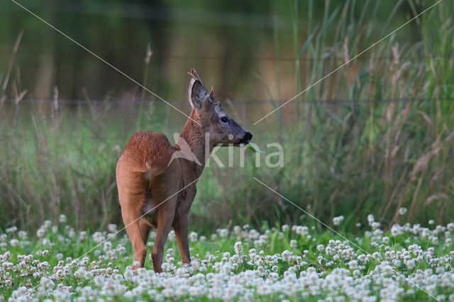 Ree (Capreolus capreolus)