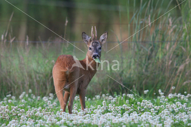 Ree (Capreolus capreolus)