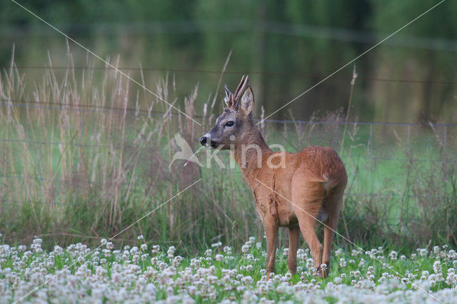 Ree (Capreolus capreolus)