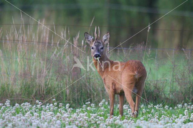 Ree (Capreolus capreolus)