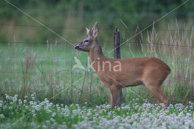 Ree (Capreolus capreolus)