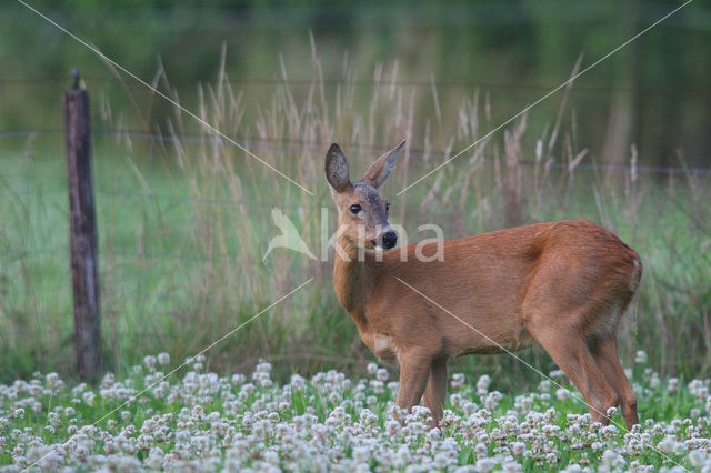 Ree (Capreolus capreolus)