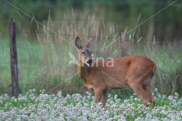 Ree (Capreolus capreolus)