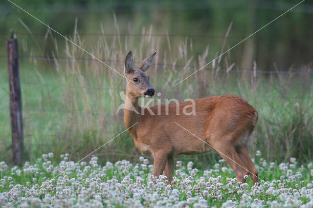 Ree (Capreolus capreolus)