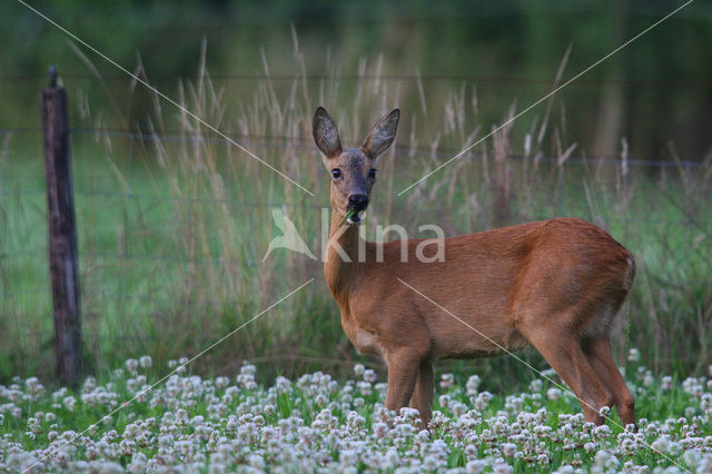 Ree (Capreolus capreolus)