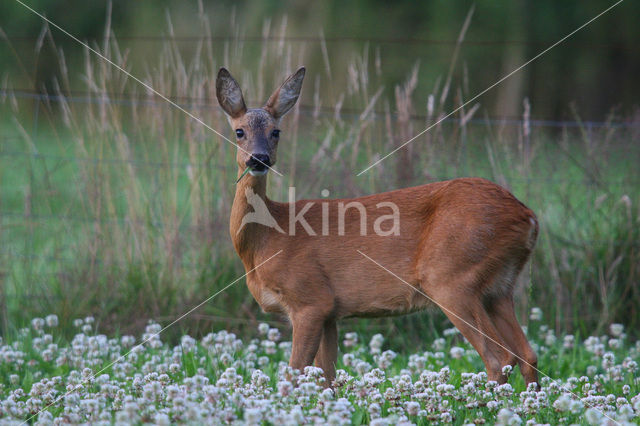 Ree (Capreolus capreolus)