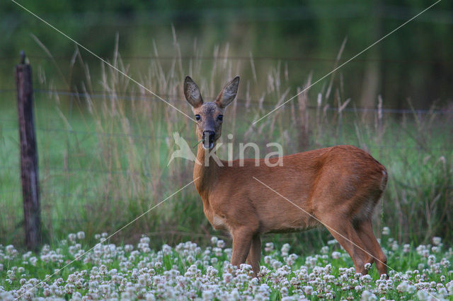 Ree (Capreolus capreolus)