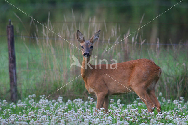 Ree (Capreolus capreolus)