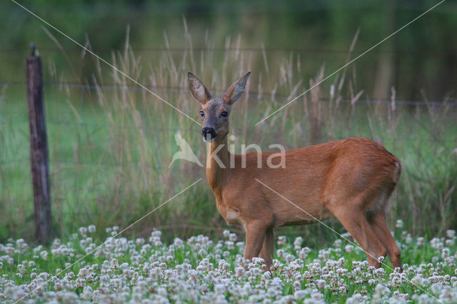 Ree (Capreolus capreolus)