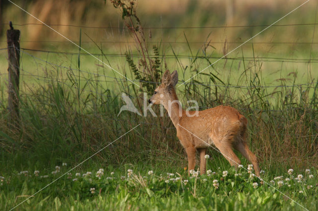 Ree (Capreolus capreolus)