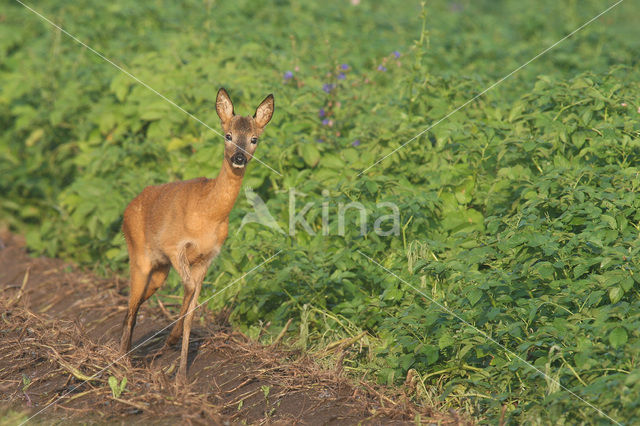 Ree (Capreolus capreolus)