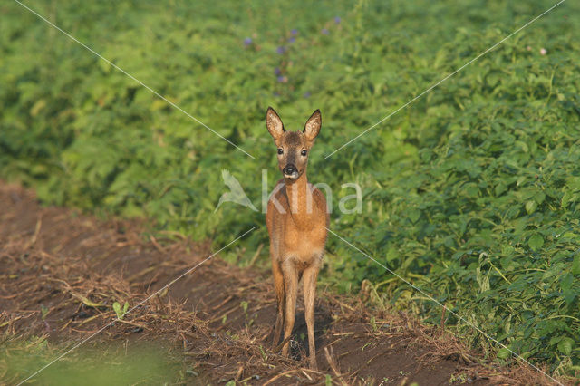 Ree (Capreolus capreolus)