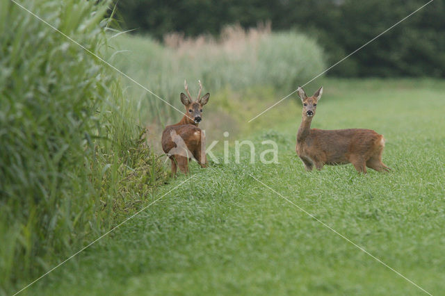 Ree (Capreolus capreolus)