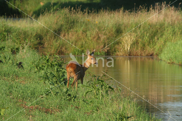 Ree (Capreolus capreolus)