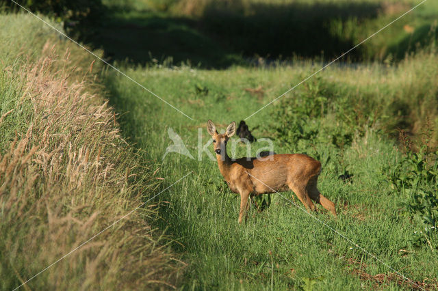 Ree (Capreolus capreolus)