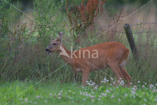 Ree (Capreolus capreolus)