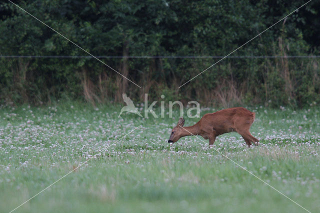 Ree (Capreolus capreolus)