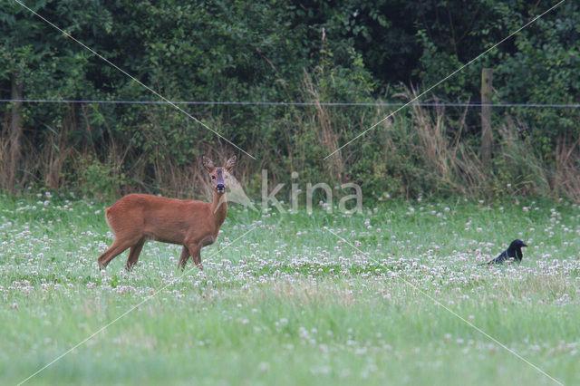 Ree (Capreolus capreolus)