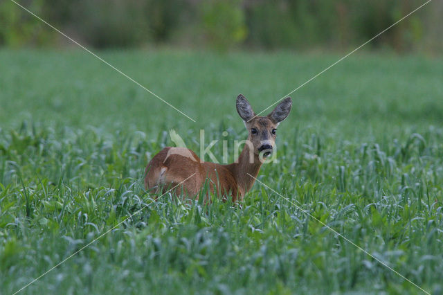 Ree (Capreolus capreolus)