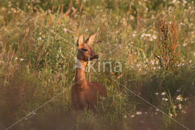 Ree (Capreolus capreolus)