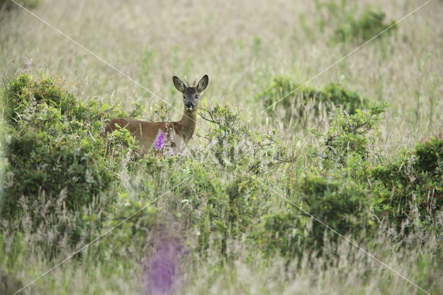 Ree (Capreolus capreolus)