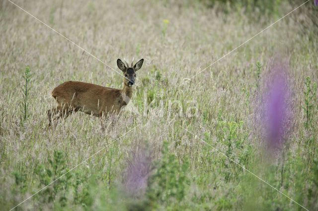 Ree (Capreolus capreolus)