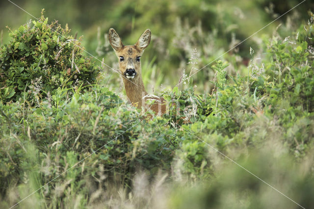 Ree (Capreolus capreolus)