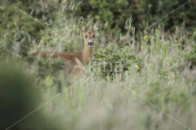 Ree (Capreolus capreolus)