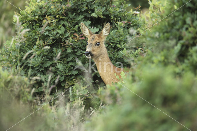 Ree (Capreolus capreolus)