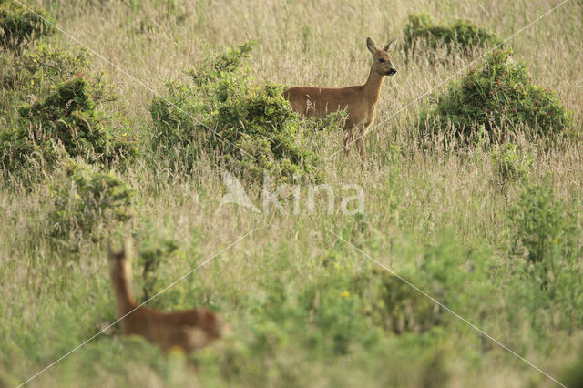 Ree (Capreolus capreolus)