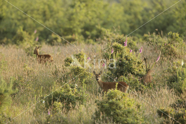 Ree (Capreolus capreolus)