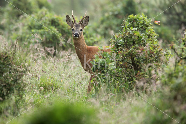 Ree (Capreolus capreolus)