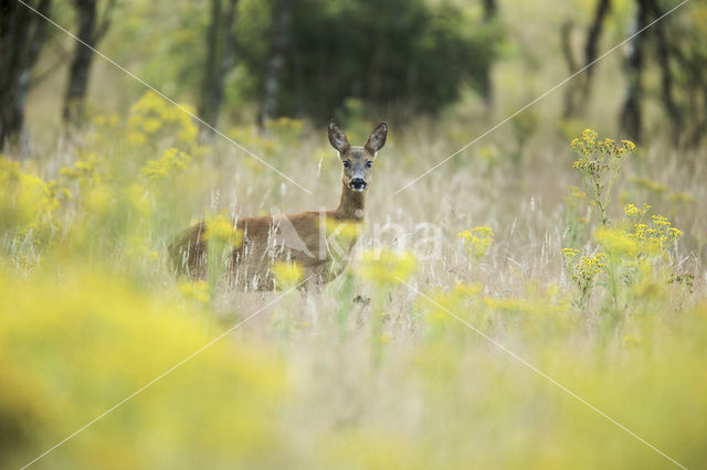 Ree (Capreolus capreolus)