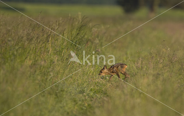 Ree (Capreolus capreolus)