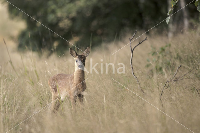 Ree (Capreolus capreolus)