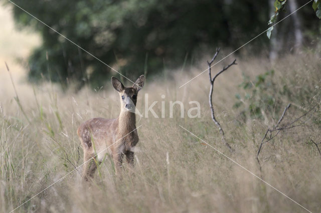 Ree (Capreolus capreolus)